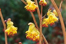 C. sinensis var. Calvescens f. veitchiana - credit all images: Floramedia Picture Library